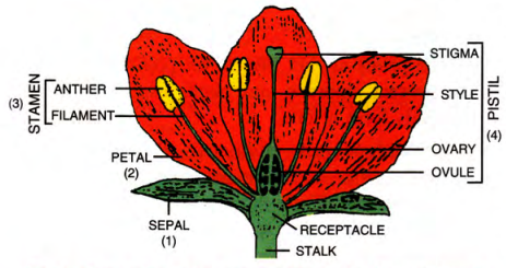 https://cbsencert.online/wp-content/uploads/icsebooks/ICSE-Selina-Class-9-Biology-Chapter-04-The-Flower.pdf
